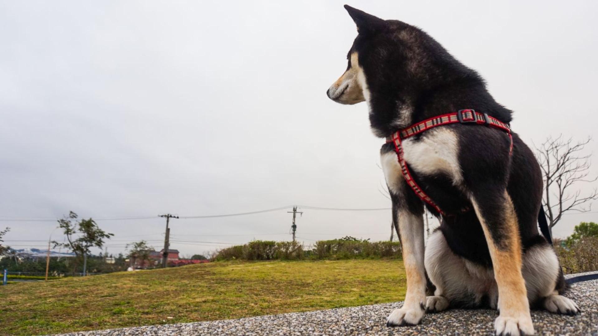 Специалните породи кучета винаги са били скъпи и колкото по рядко