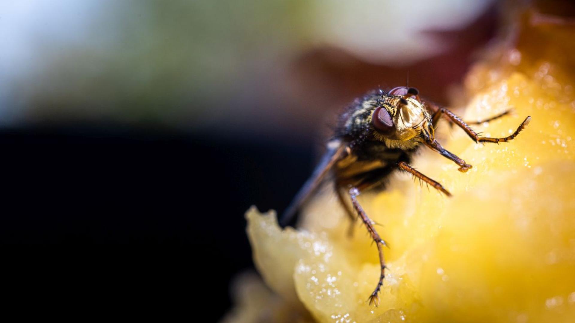 Според ново проучване мъжките плодови мушици които пият алкохол стават