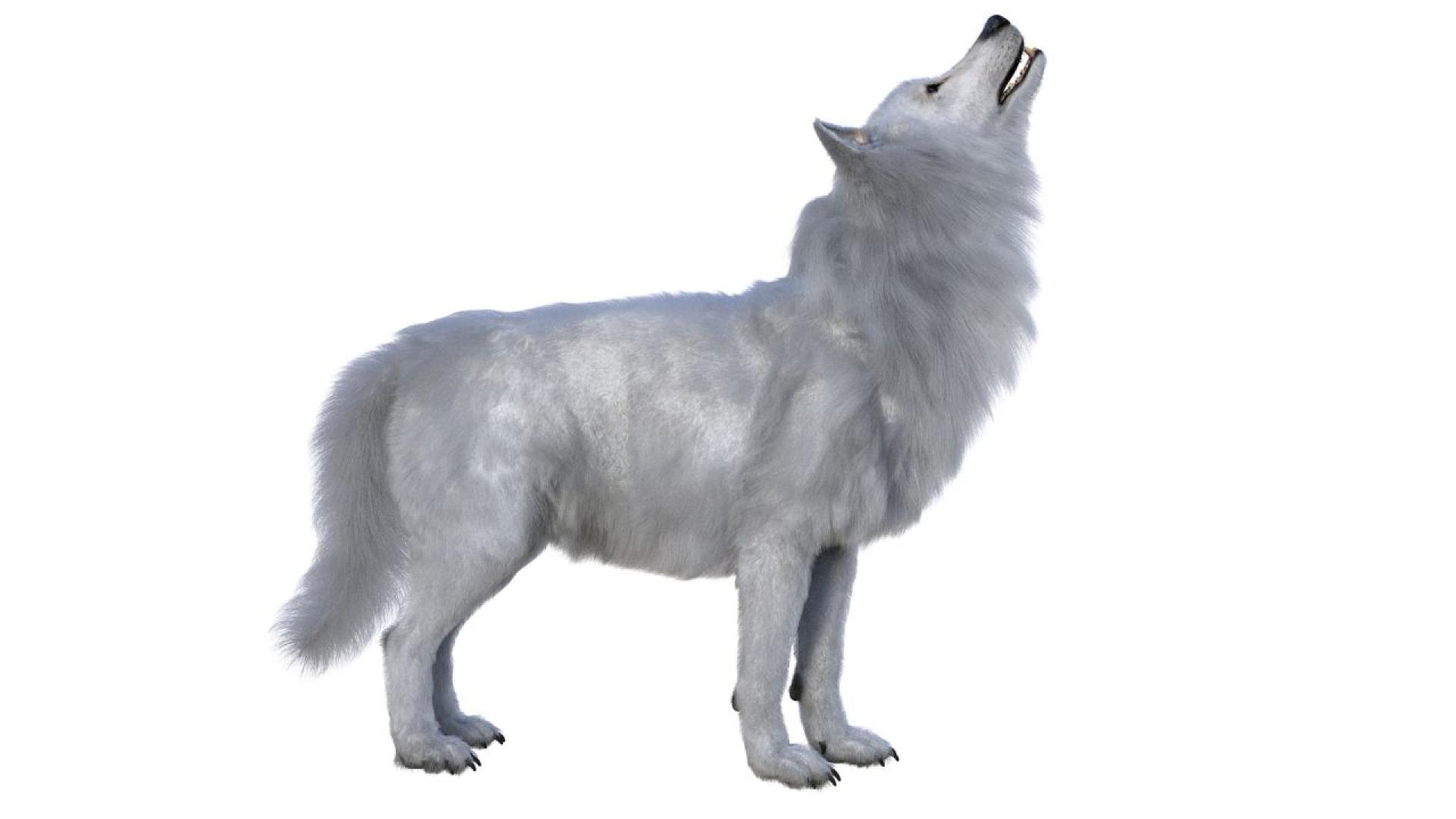 Вид вълк който е изчезнал преди около 12 500 години