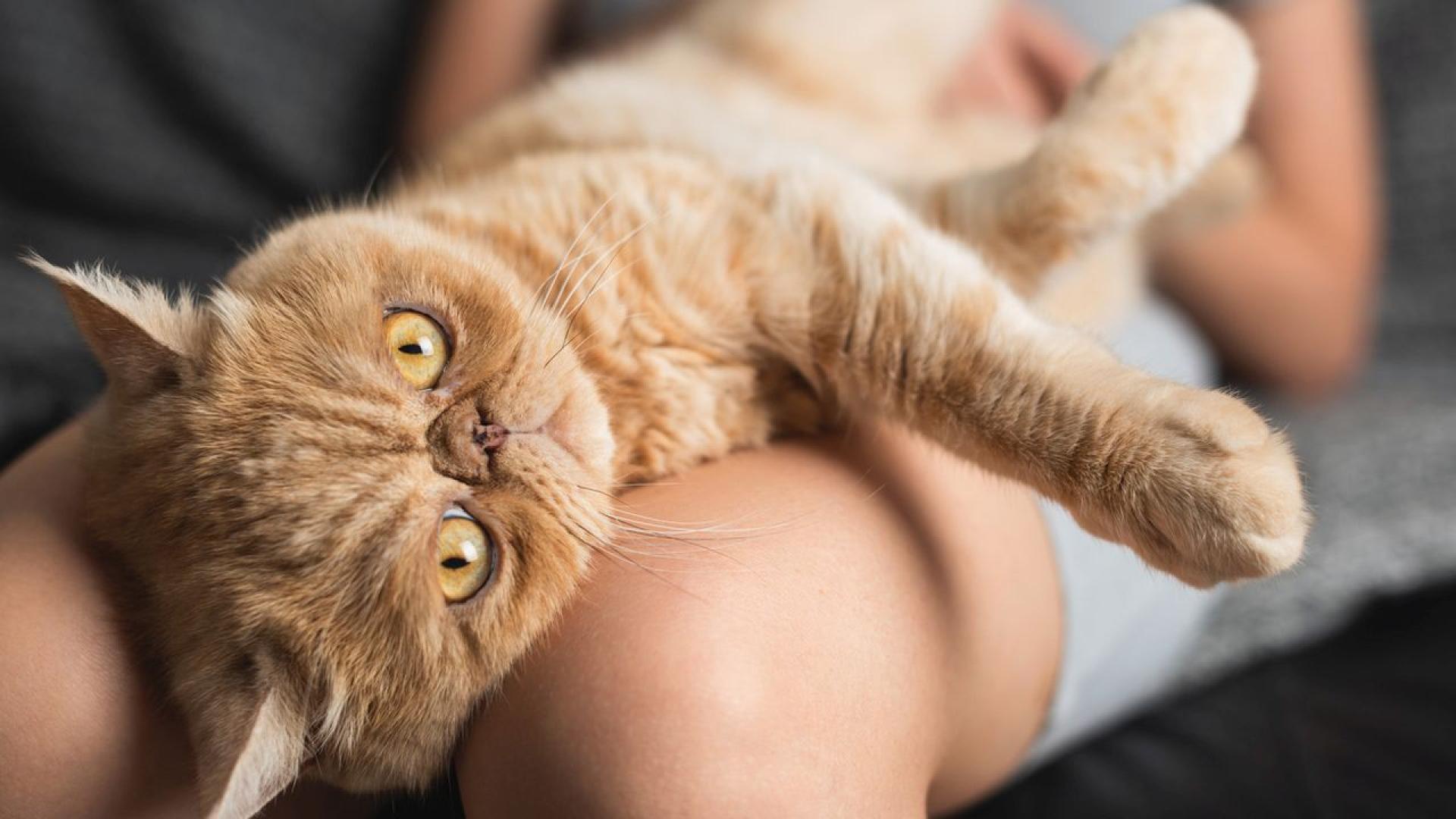 Полицията в Испания е арестувала двама души заподозрени в отглеждане