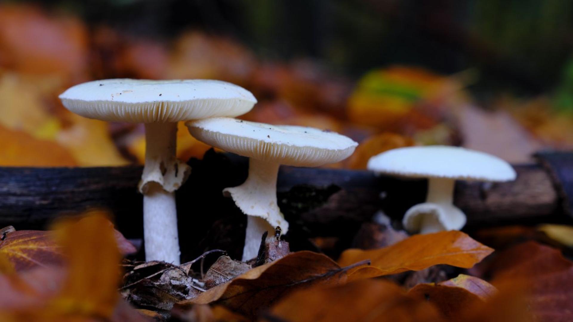 Предполагаше се че това ще бъде тих семеен обяд Вместо