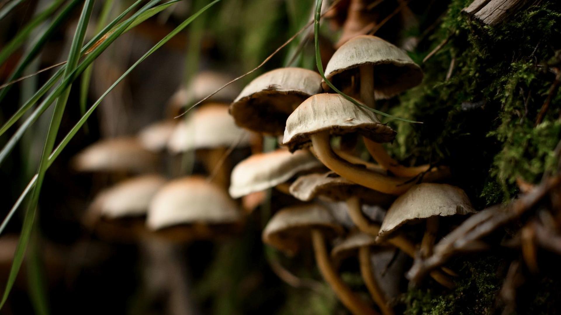 Делото срещу жена обвинена в убийството на трима възрастни след