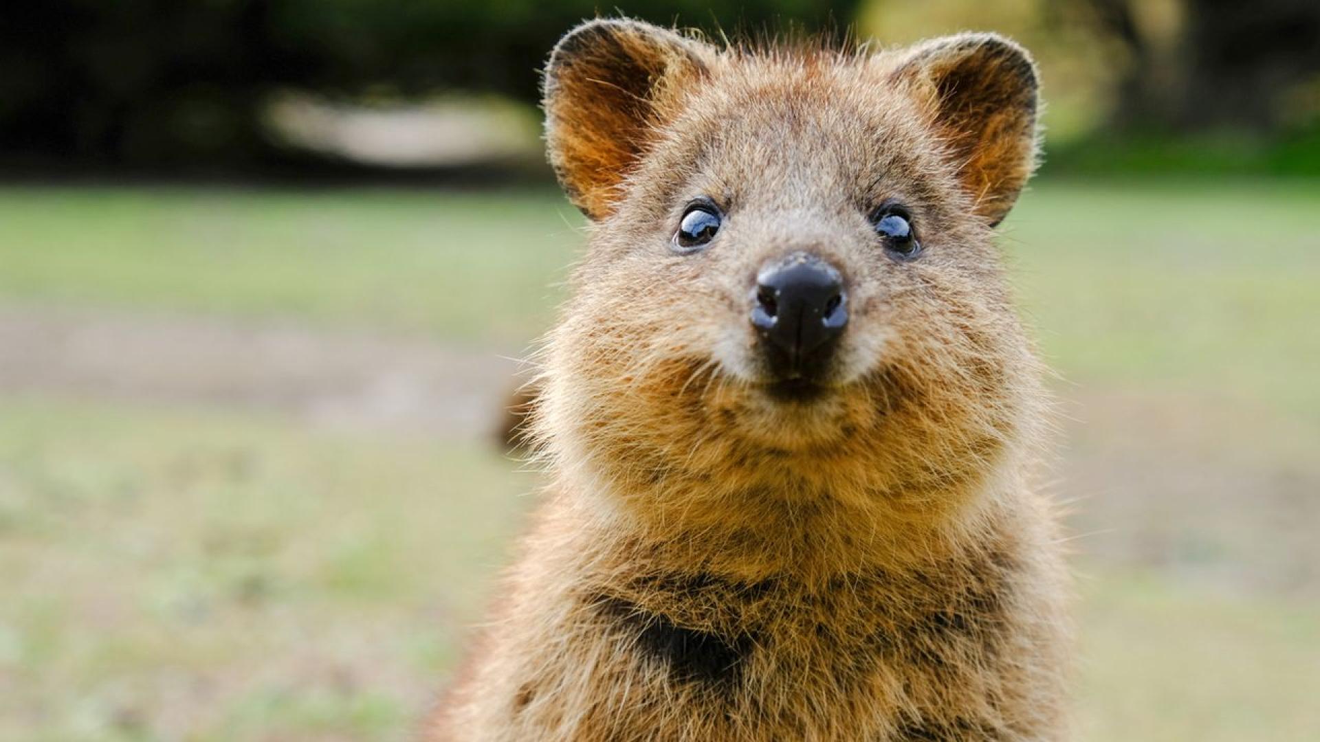 Известен със своите очарователни куоки остров Ротнест се превръща в световен