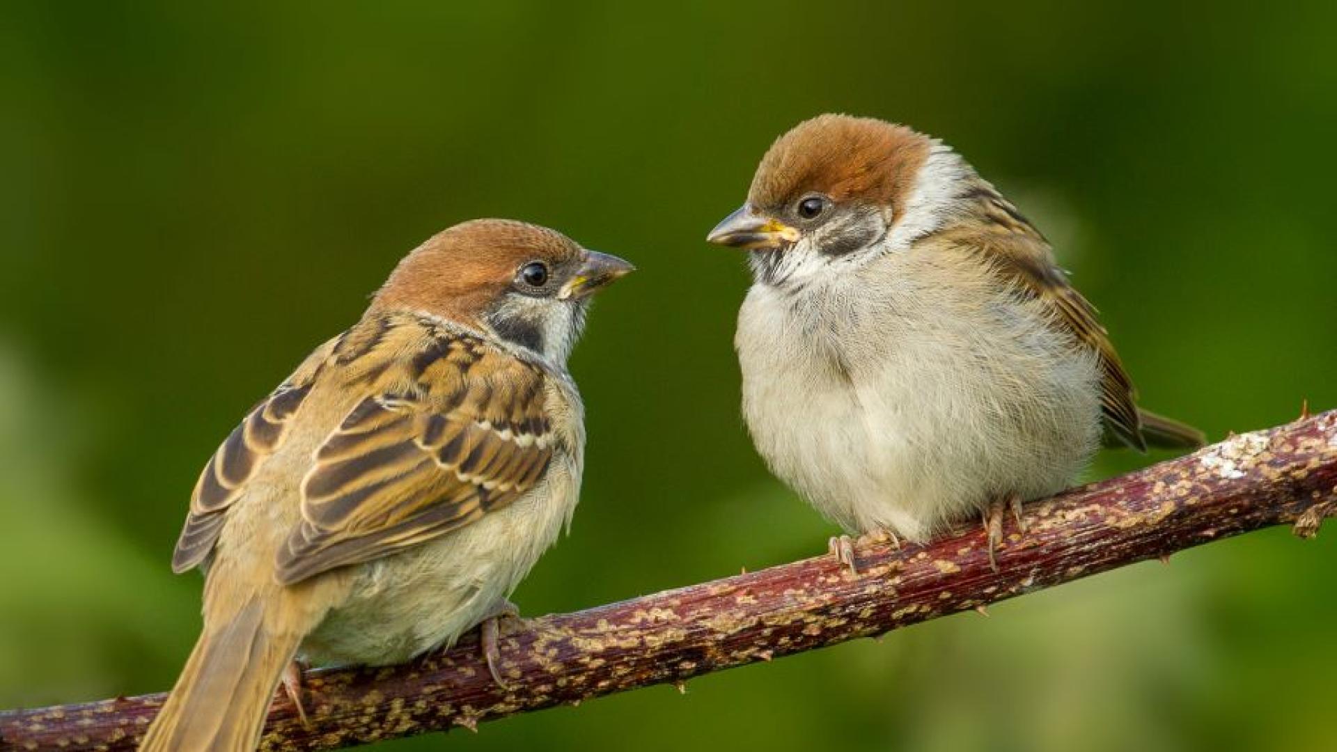 За девета поредна година преброяват врабчетата в цялата страна Инициативата