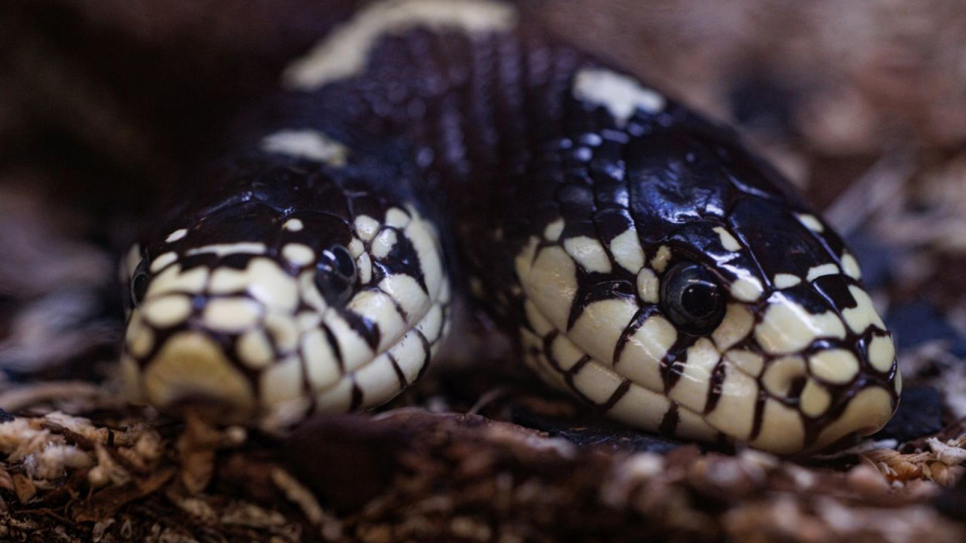 Двуглава змия се появи в Бъркли Калифорния — рядко природно