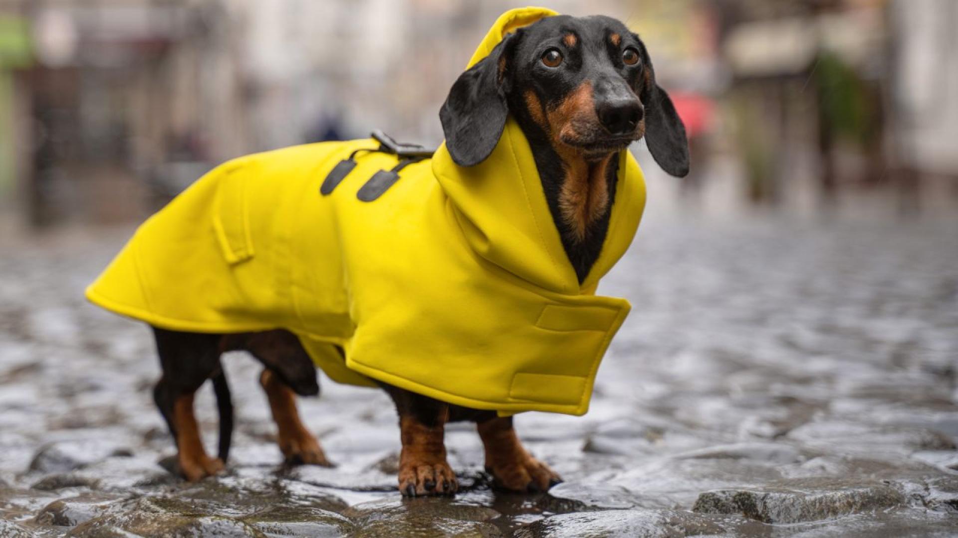 Предупреждение от първа степен – е издадено за обилни валежи