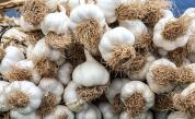 Чинчонският чесън: Историята на един изчезващ вкус и борбата за неговото спасяване