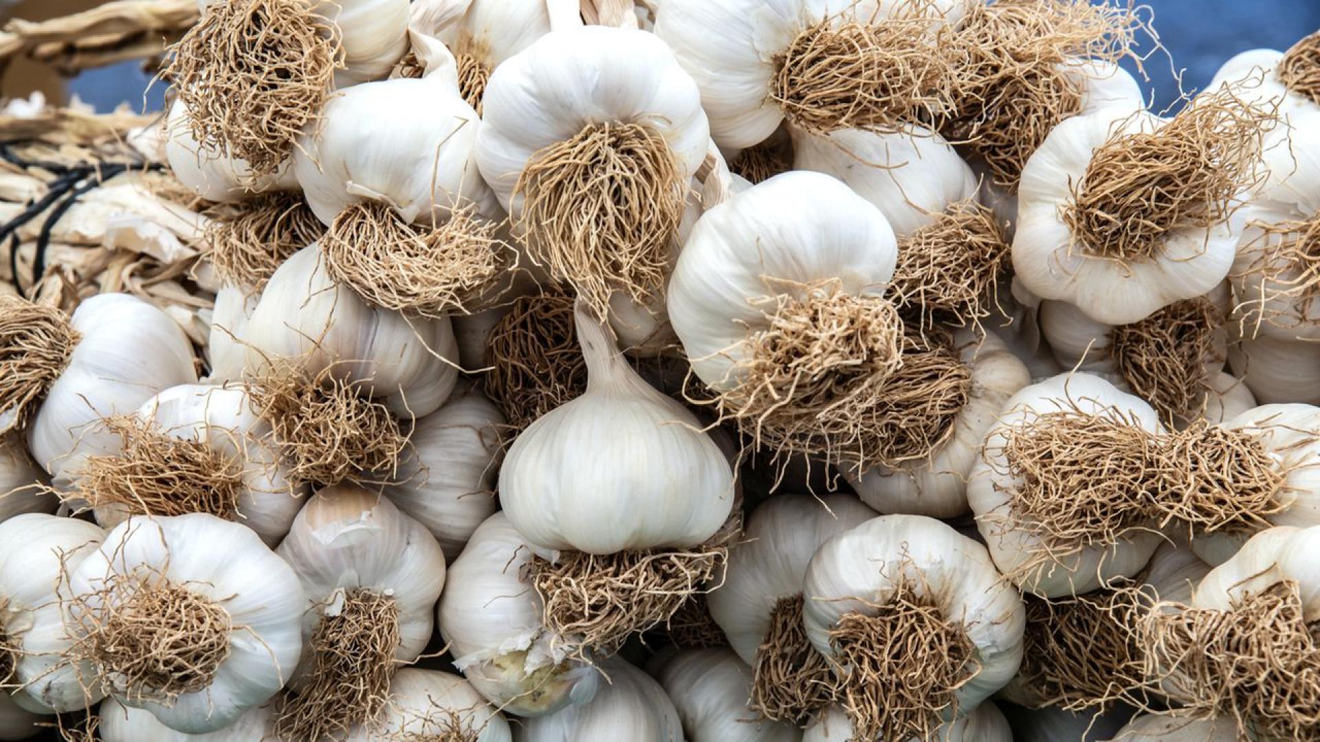 По света съществуват стотици сортове чесън но в тихия испански