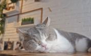 Котешки кафенета: Любов към котките или жестокост?