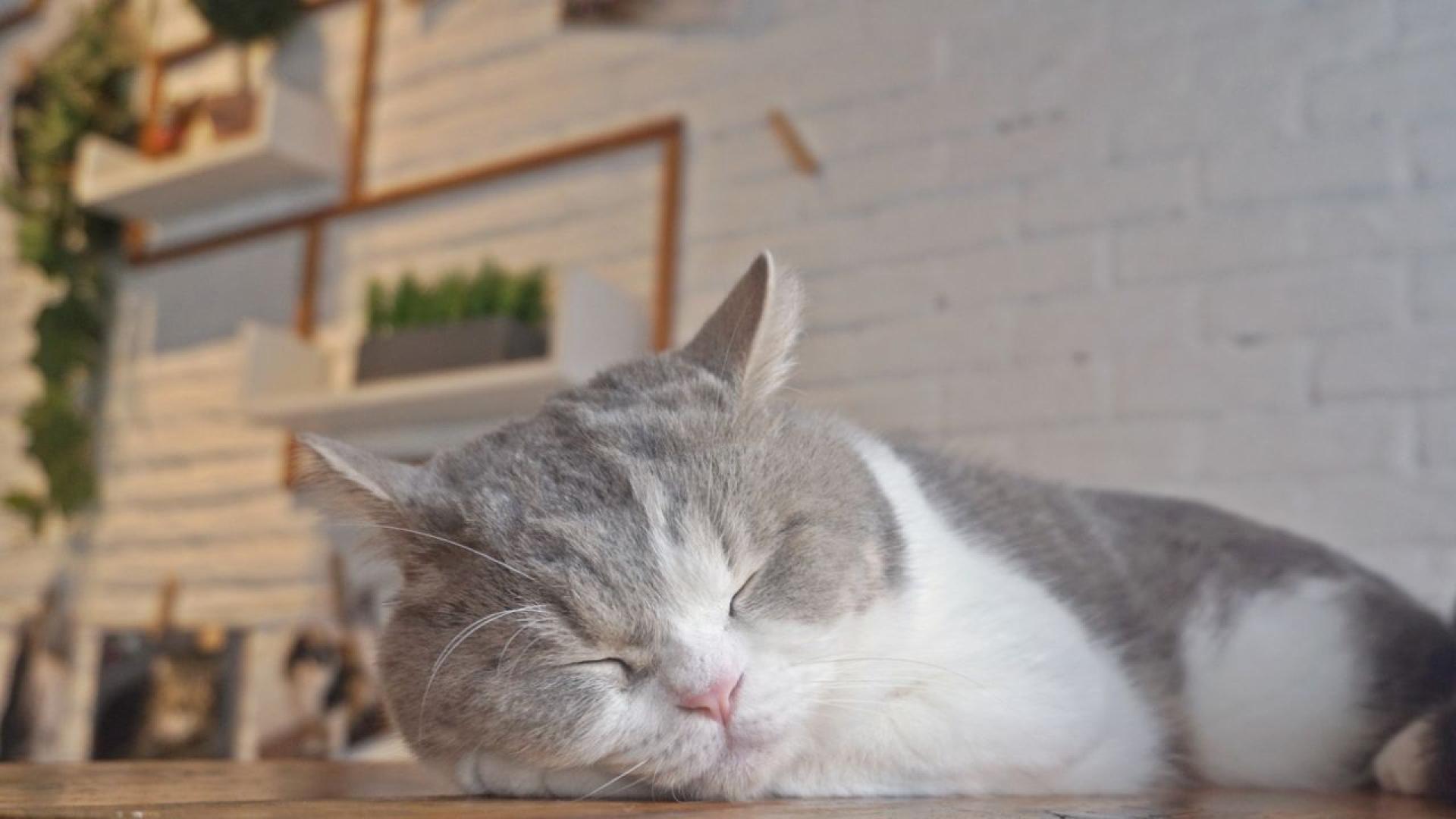 Котешките кафенета стават все по популярни в Обединеното кралство и по