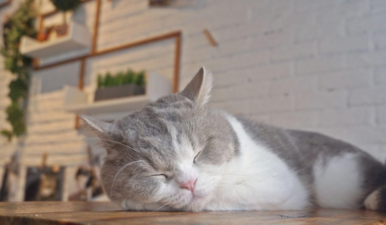 Котешки кафенета: Любов към котките или жестокост?