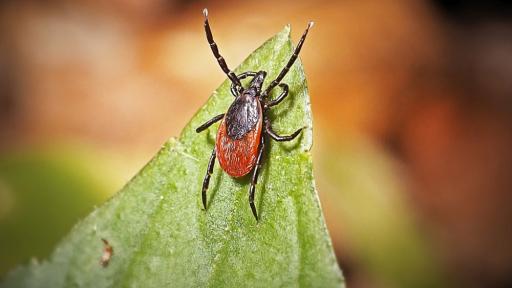 Сезонът на кърлежите започна: Опасната инфекция, която имитира настинка, но атакува мозъка