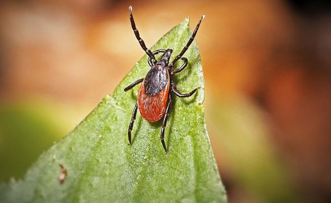 Сезонът на кърлежите започна: Опасната инфекция, която имитира настинка, но атакува мозъка