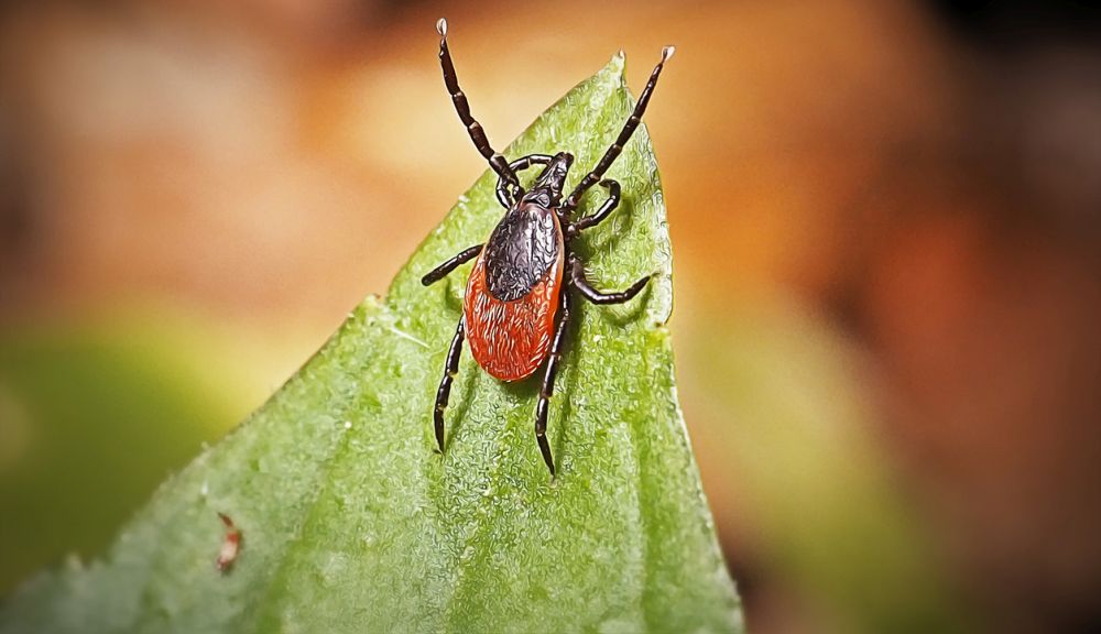 Сезонът на кърлежите започна: Опасната инфекция, която имитира настинка, но атакува мозъка
