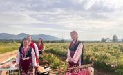 Започна розоберът в Казанлъшко