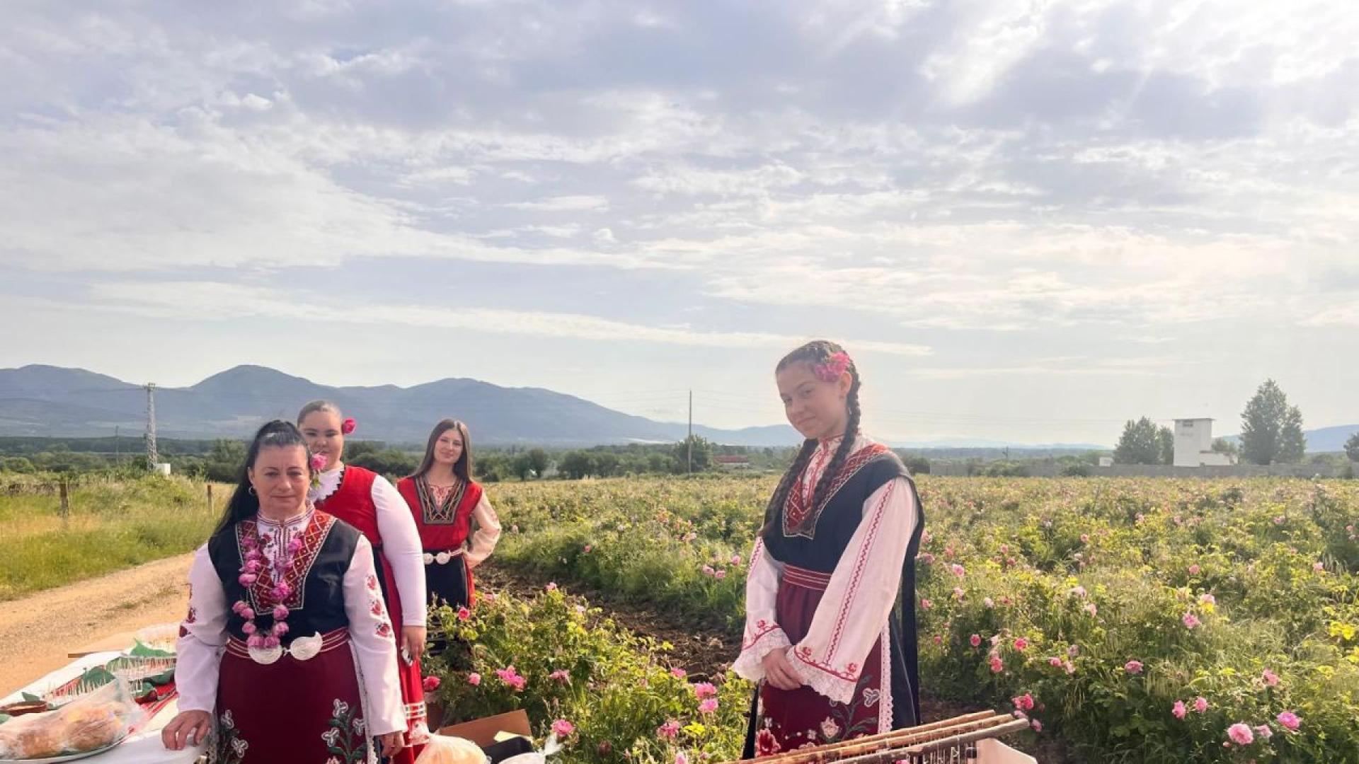 Започна ритуалът розобер в розовите градини край Казанлък съобщиха от