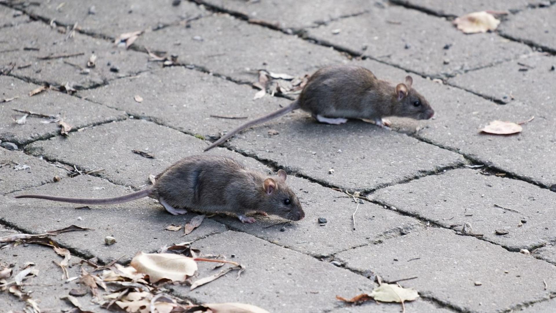 Встолицата на Босна и Херцеговина Сараево положението с гризачите излиза