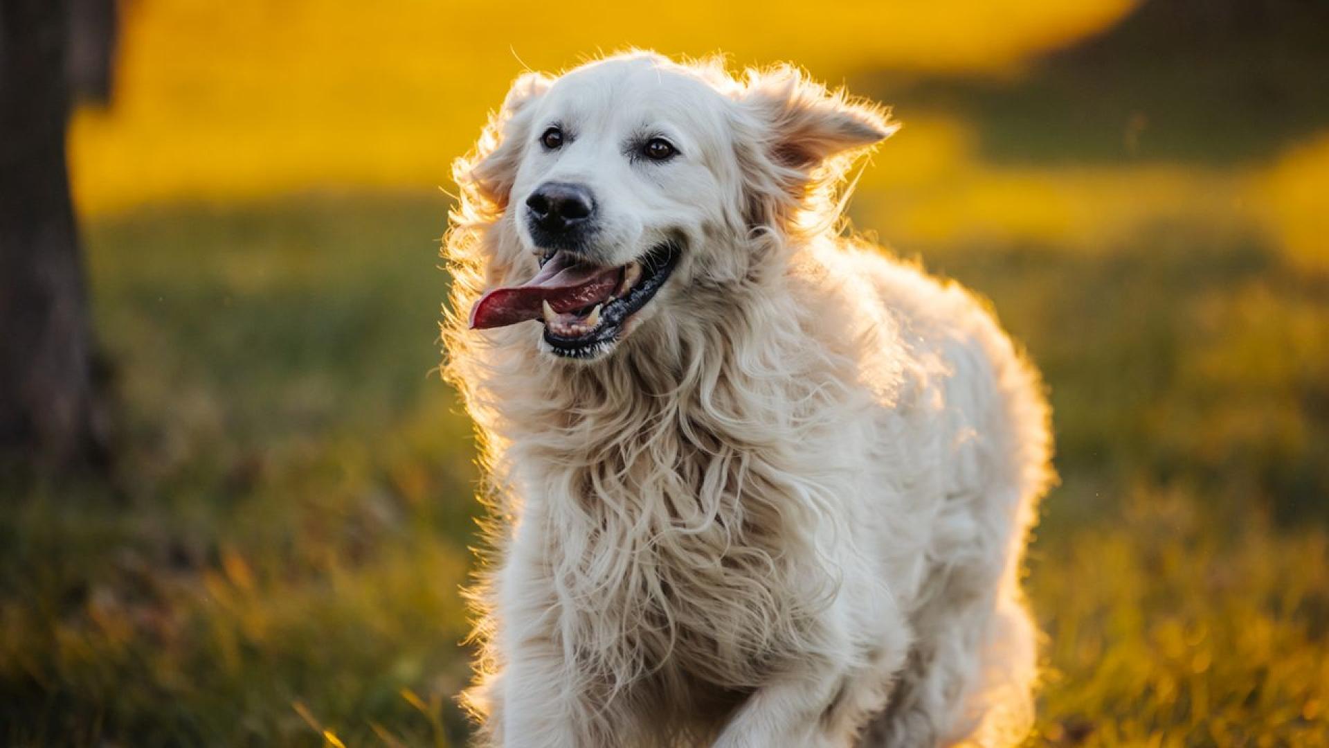Изгубено куче което изчезна за цели 36 дни и измина около