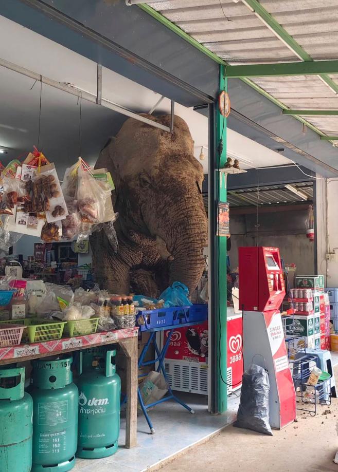  Слонът Плай Бян Лек в магазин в провинция Након Ратчасима 