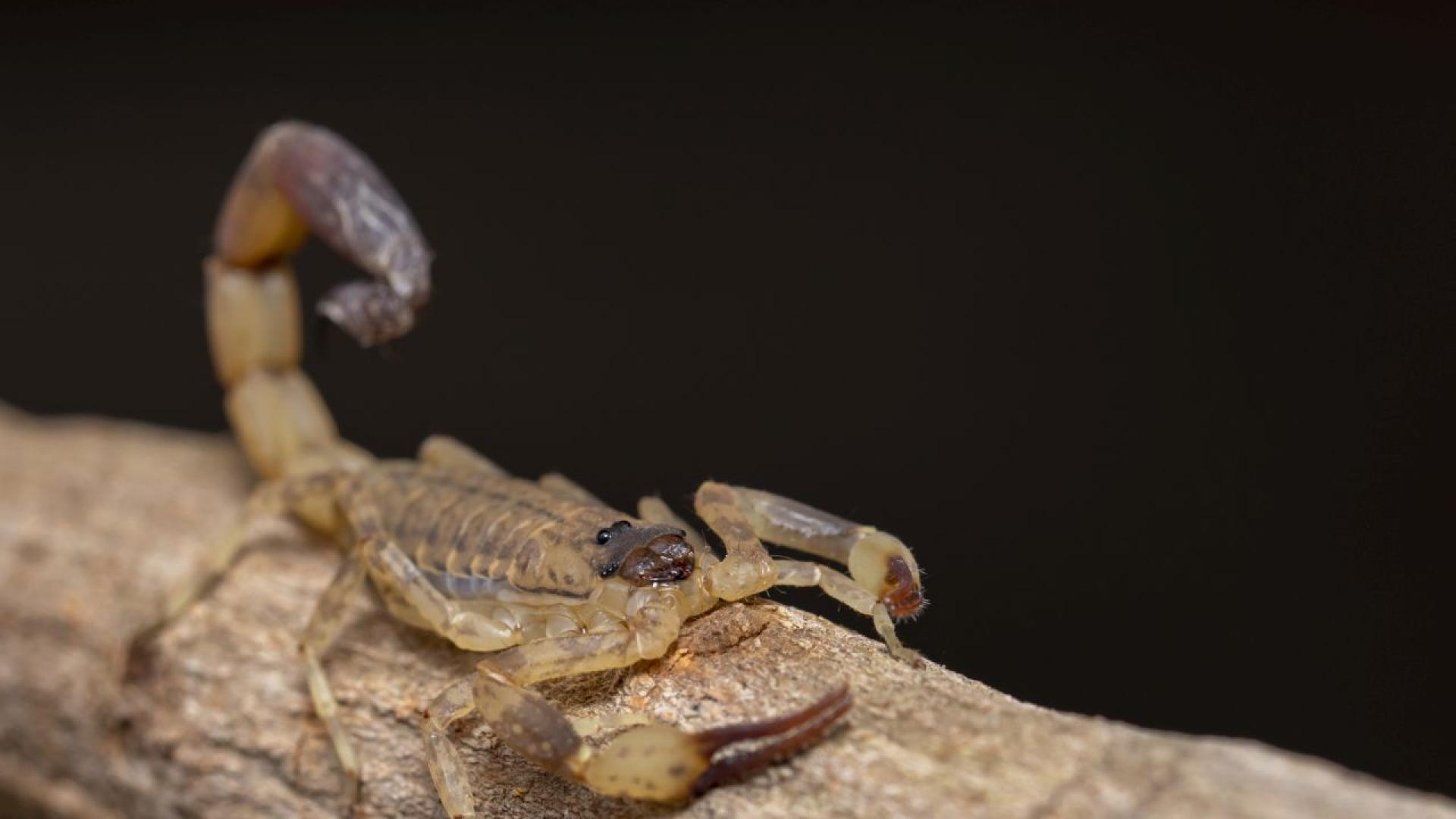 Едно отровно създание от амазонската джунгла може да се окаже