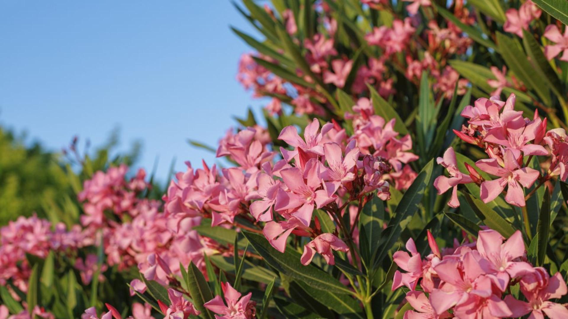 Зoкумът Nerium oleander – кой не го е виждал по