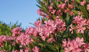 Красив, но смъртоносен: Гърция премахва емблематичен храст от училища и градини