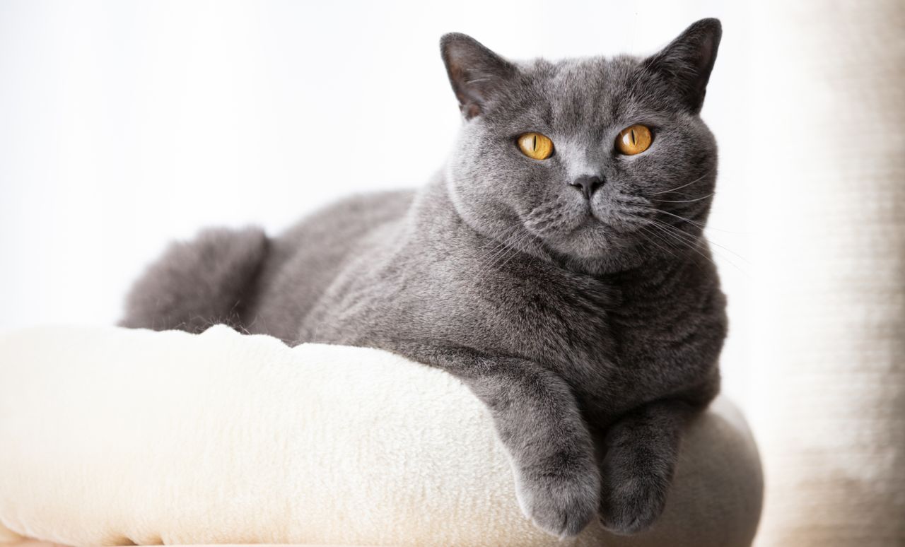 <p>Британска късокосместа котка</p>