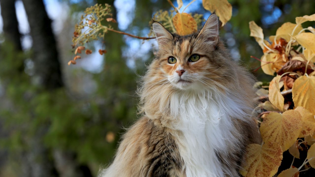 <p>Норвежка горска котка</p>