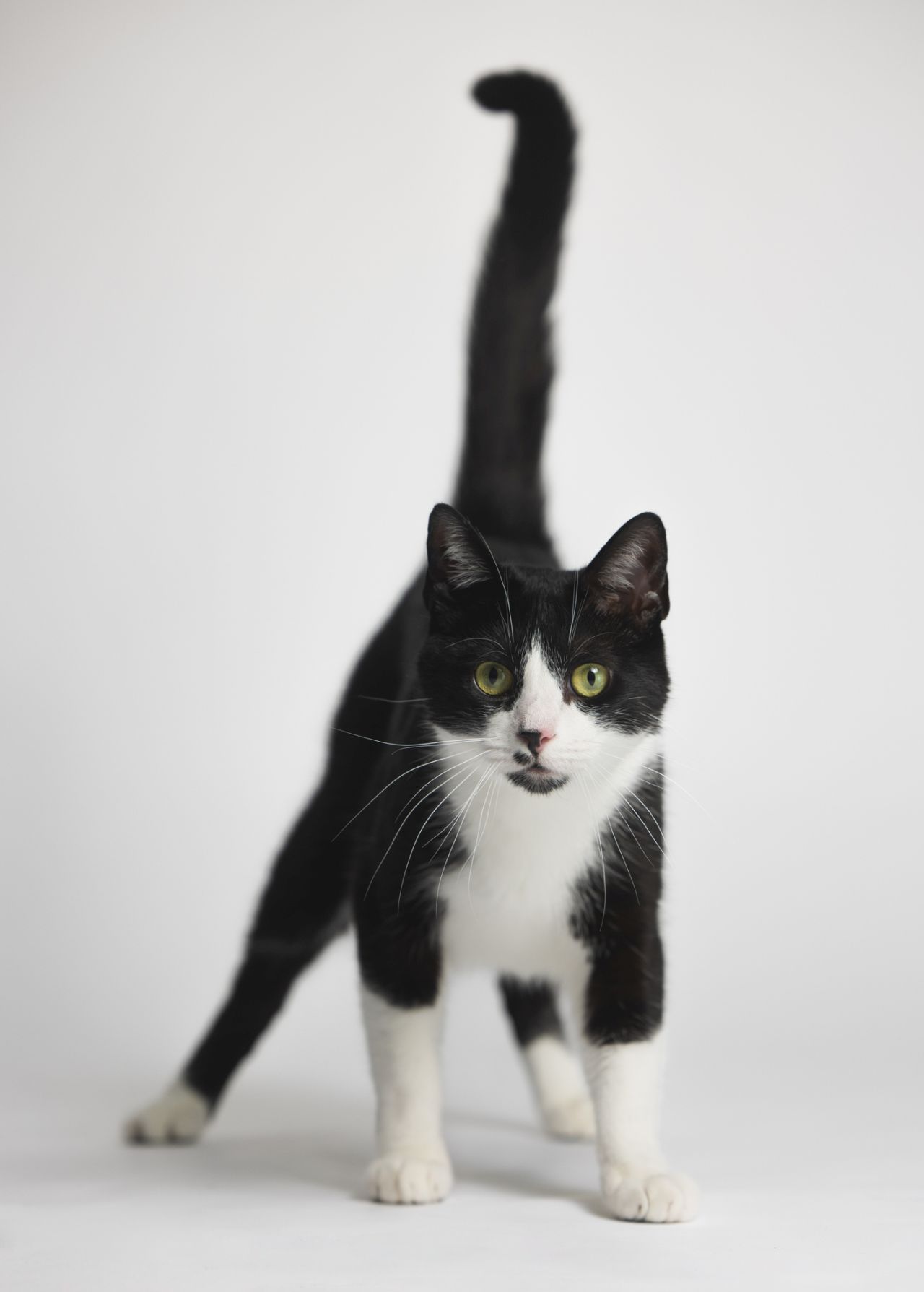 <p>Двуцветна котка</p>