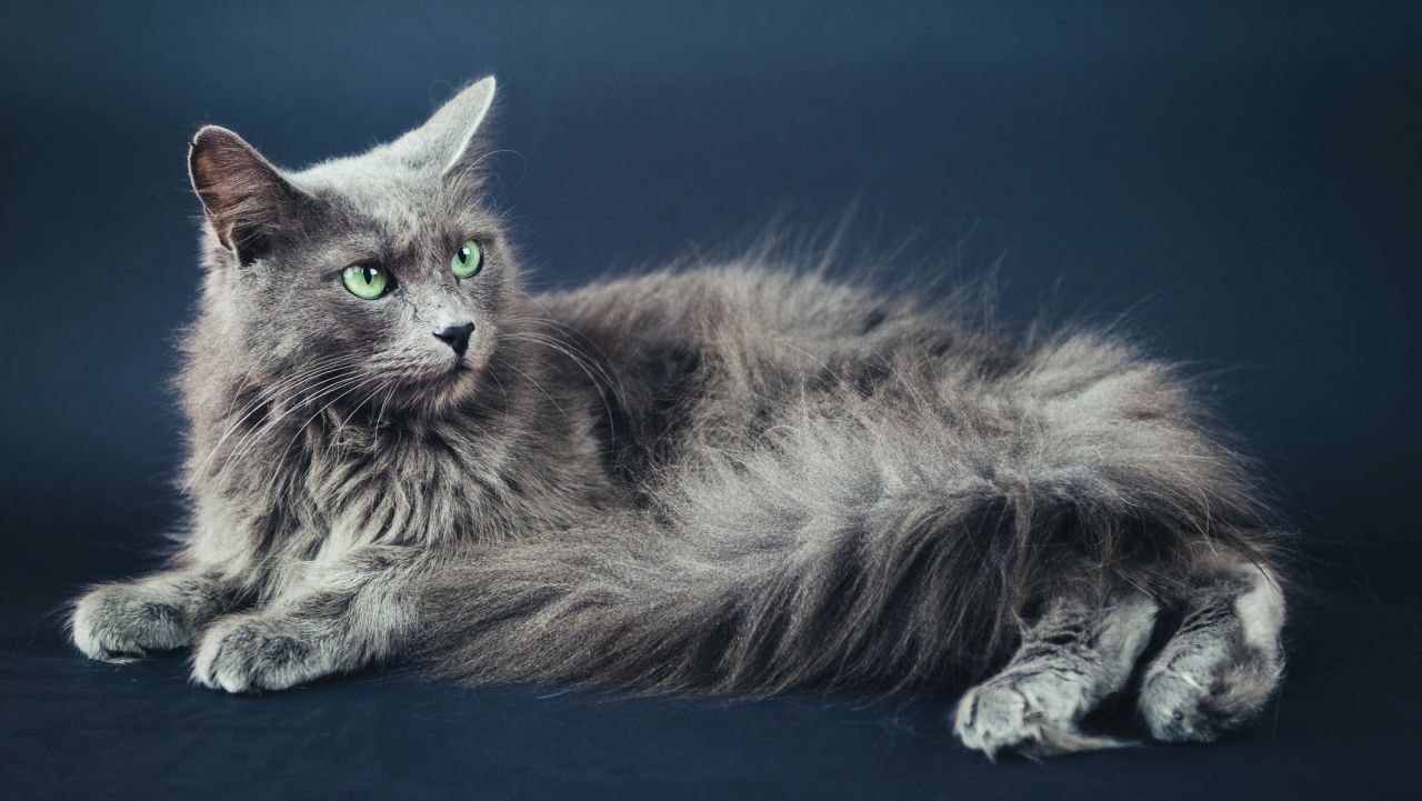 <p>Небелунг</p>