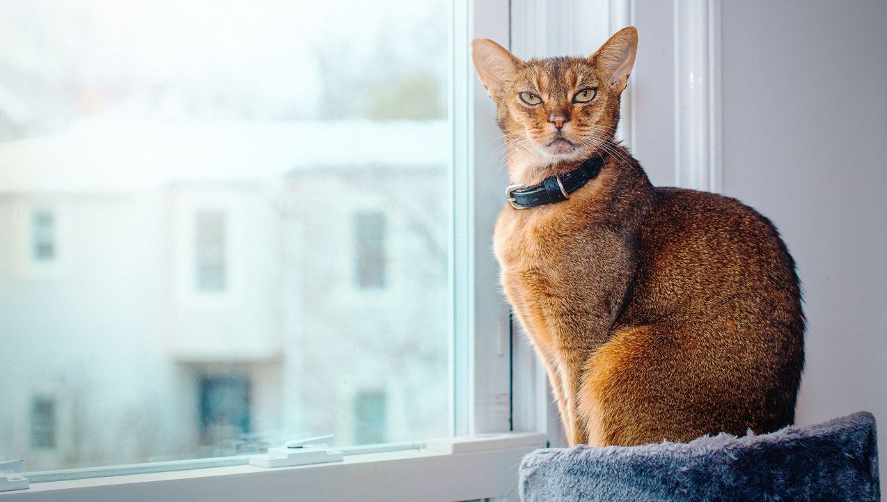 <p><strong>Козирог: Абисинска котка</strong>, Манчкин котка, Корат</p>