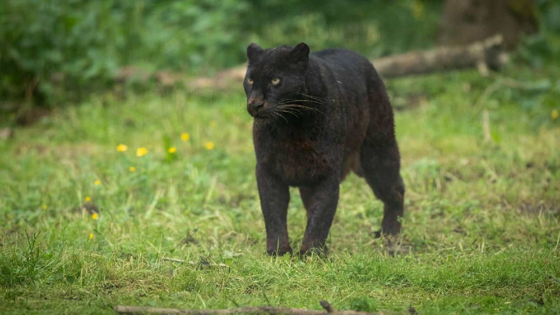 След подадения сигнал че черният леопард е забелязан на територията