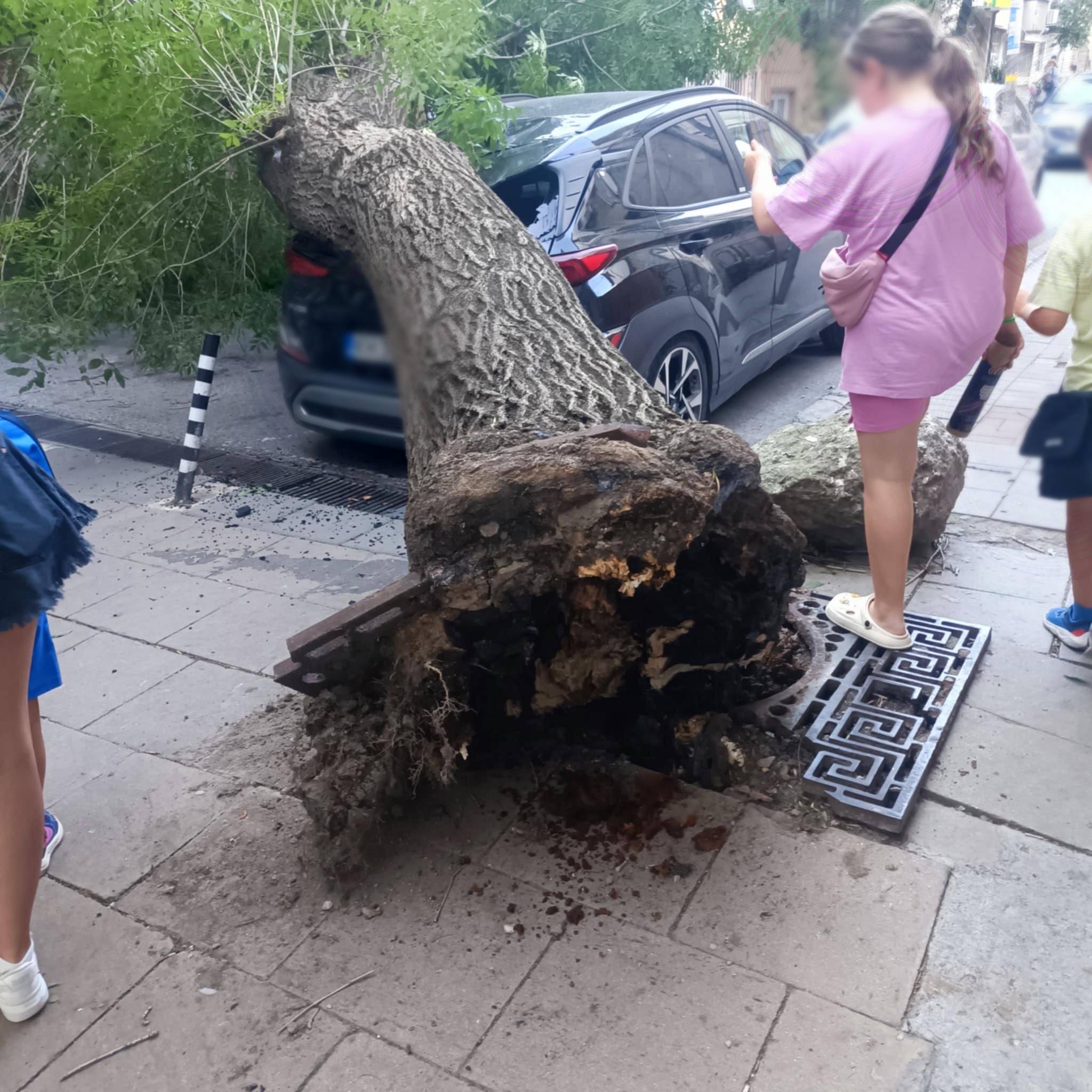 Дърво се стовари върху кола в Благоевград