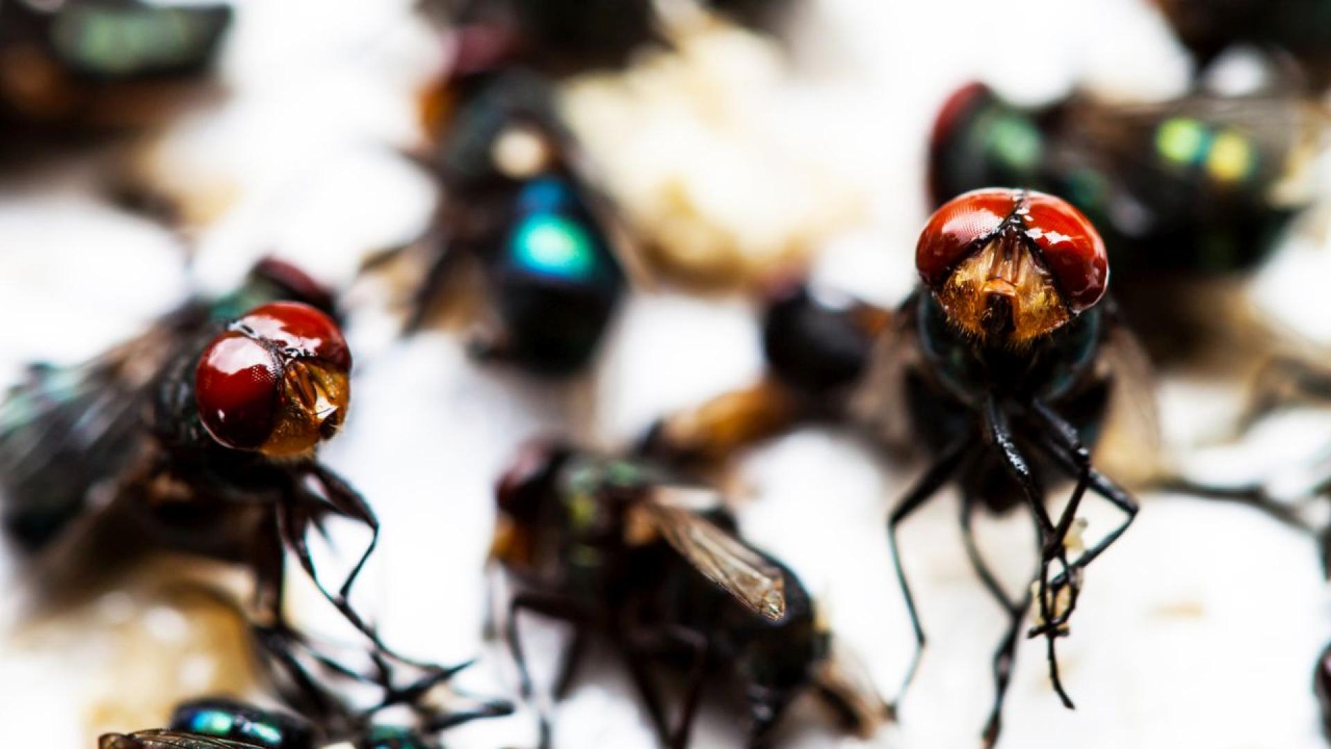 Правителството на САЩ се готви да отгледа милиарди мухи и