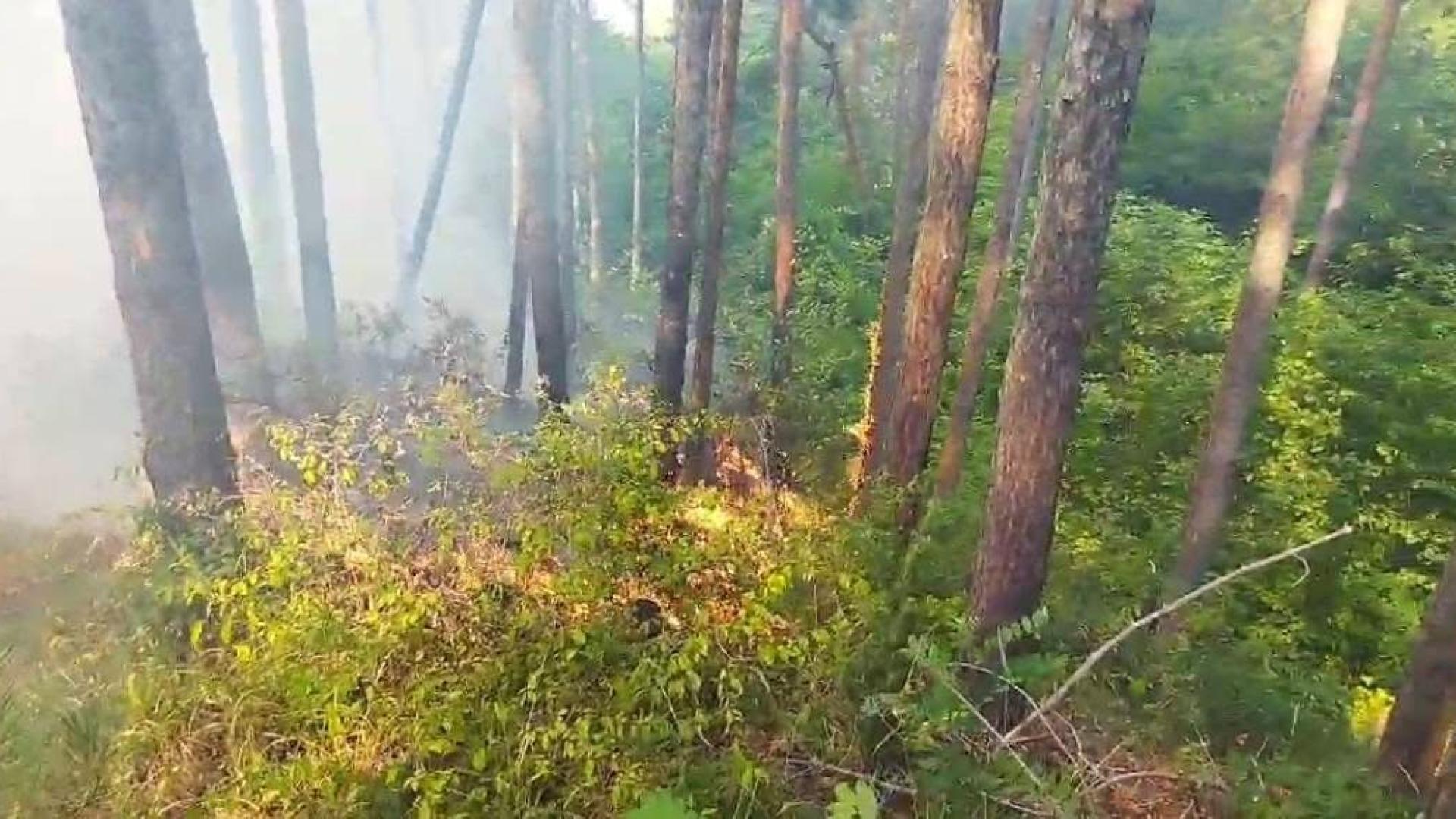 Пожар пламна в иглолистна гора над село Палатово Огънят е