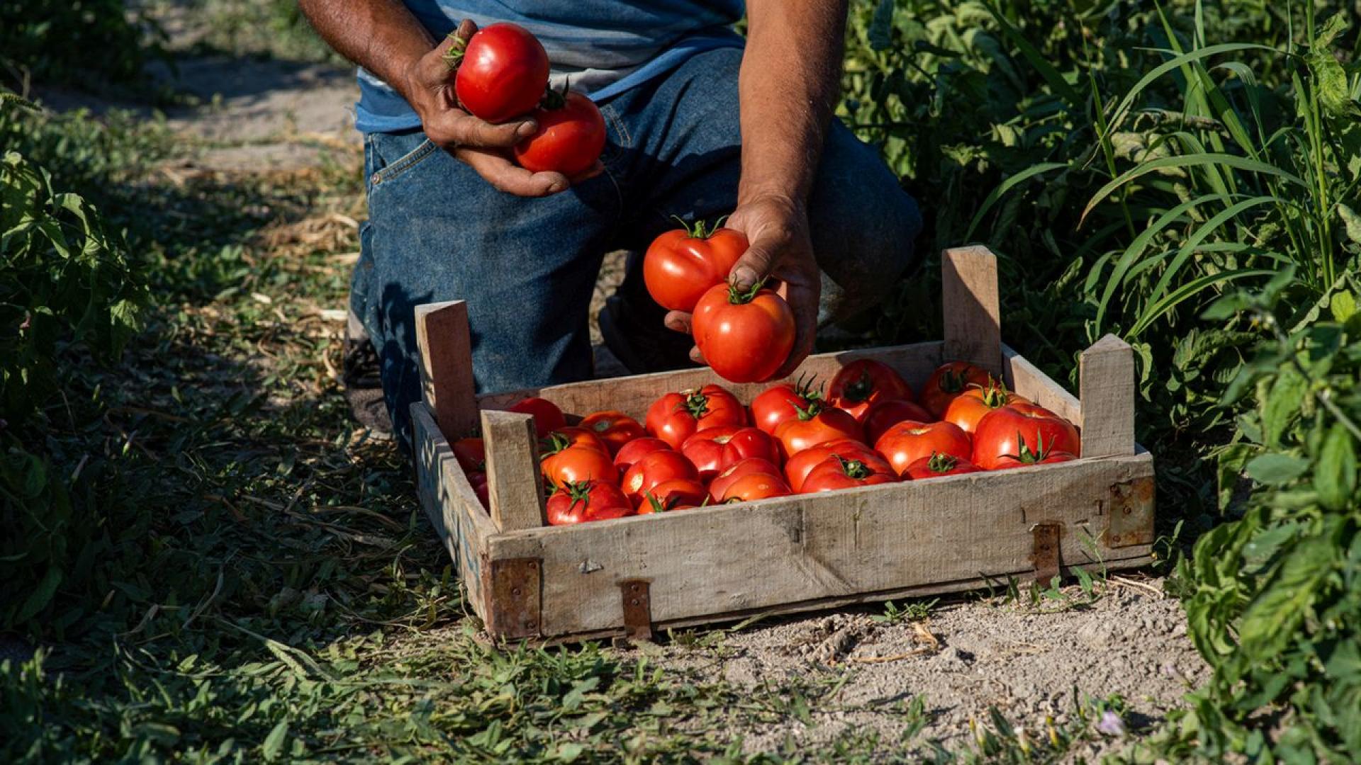 САЩ обявиха днес че налагат 17 мито върху доматите внасяни от