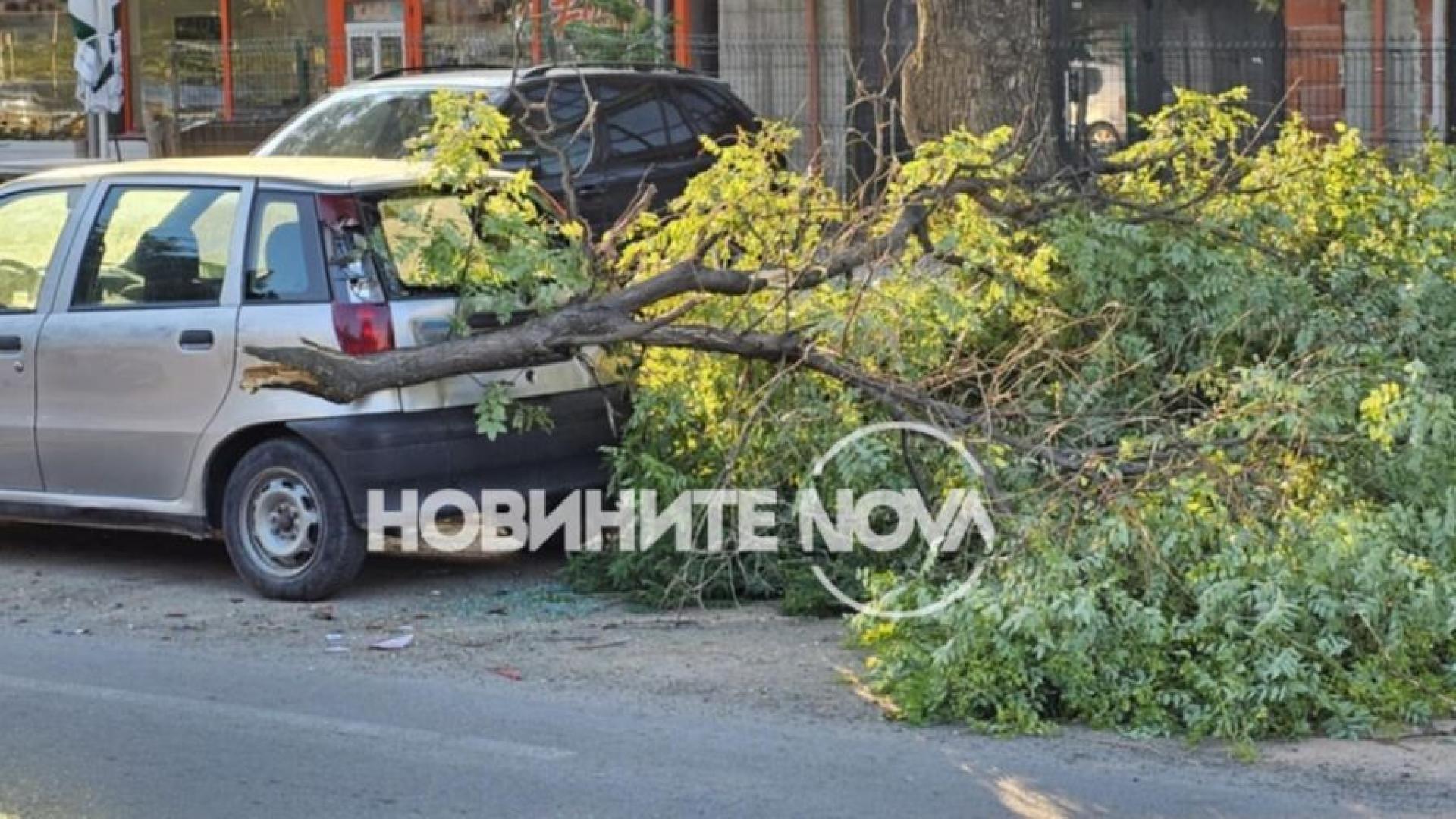 Огромен клон на дърво се скърши и падна върху лек