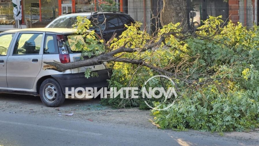 Огромен клон се стовари върху кола в Пловдив