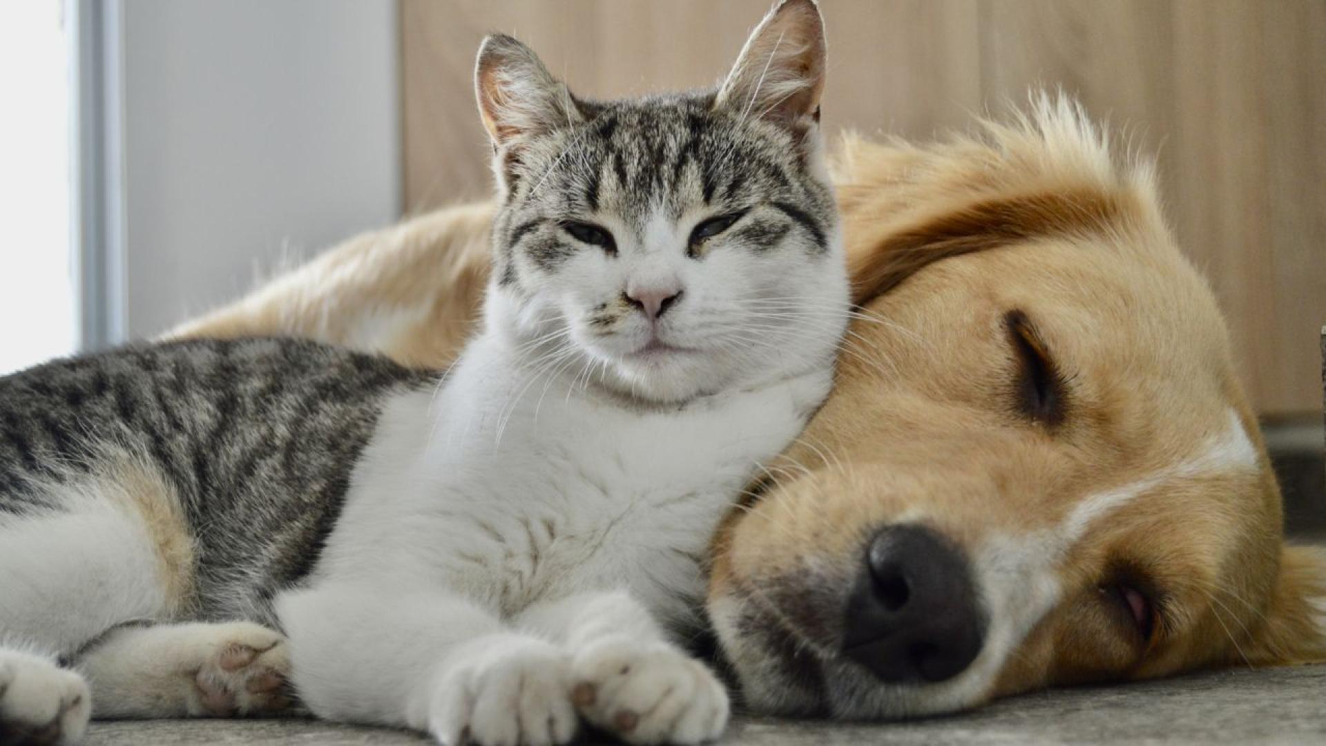 Домашните любимци често се възприемат като другари но понякога те