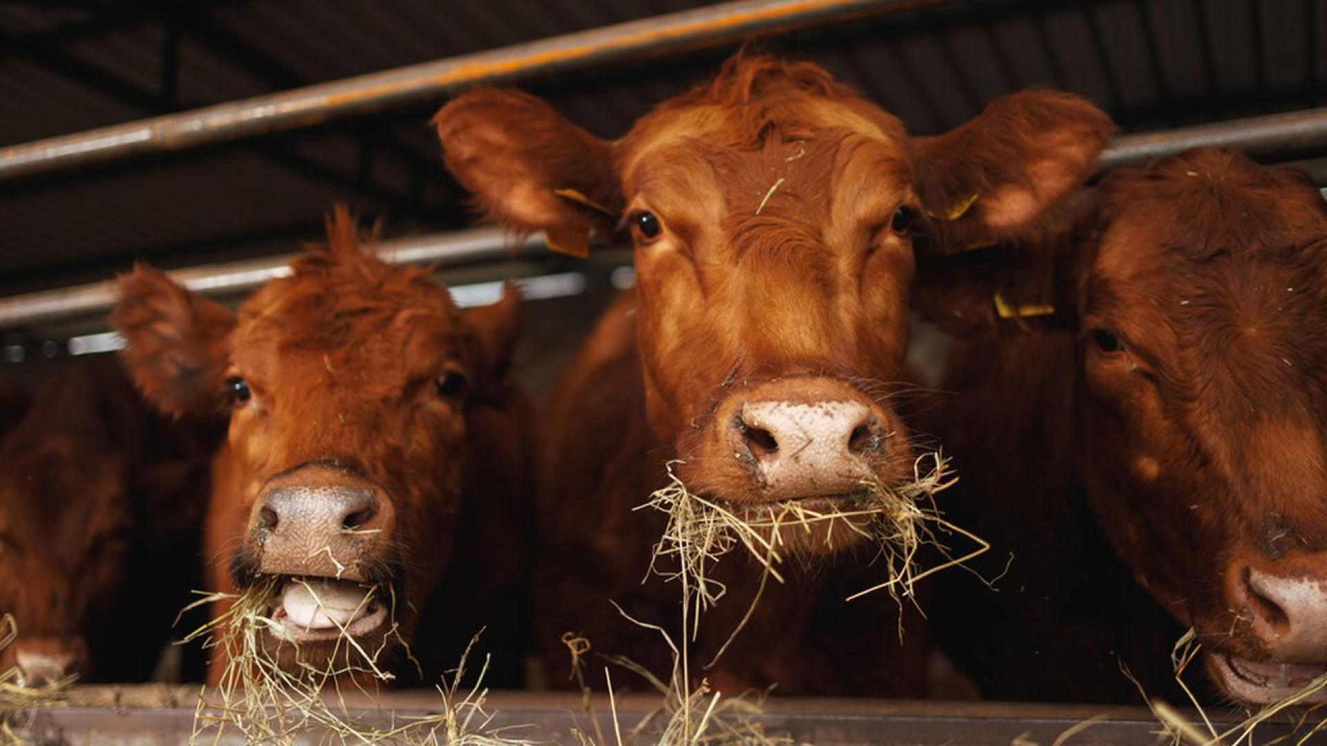 Хърватският ветеринарен институт съобщи снощи че в община Върлика в