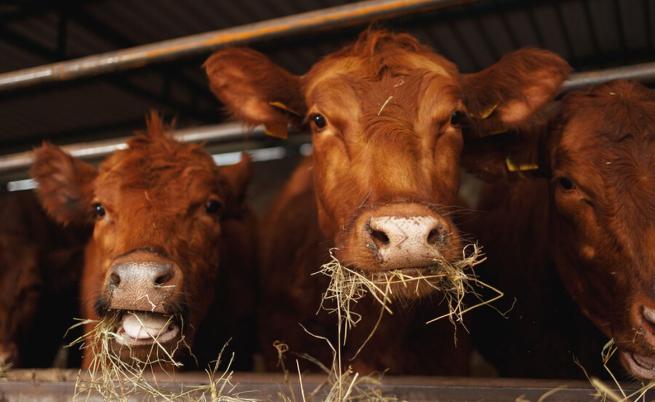 Случай на антракс е потвърден в Южна Хърватия Случай на антракс е потвърден в Южна Хърватия