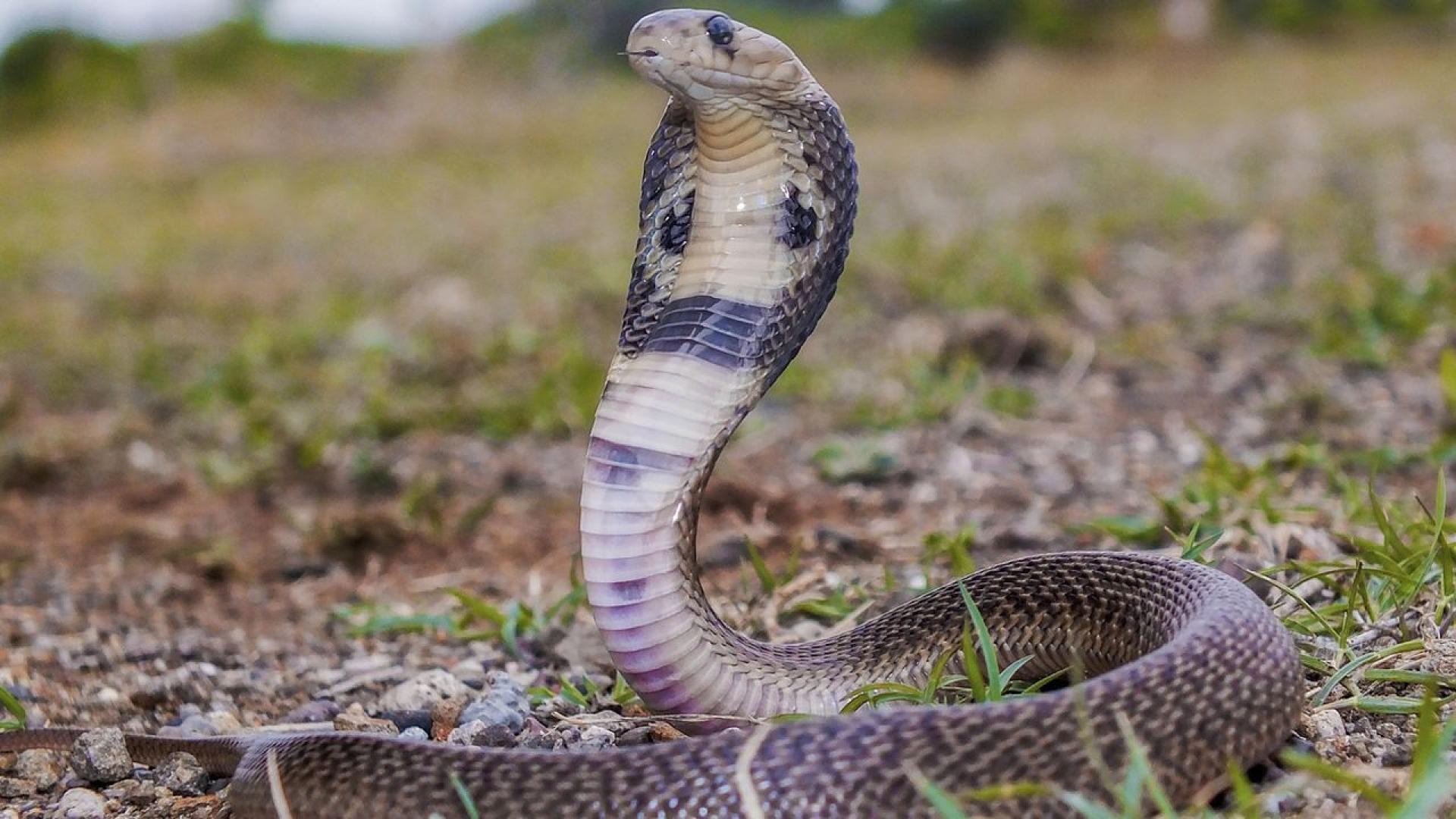 Момченце на две години в Индия смая общността си след