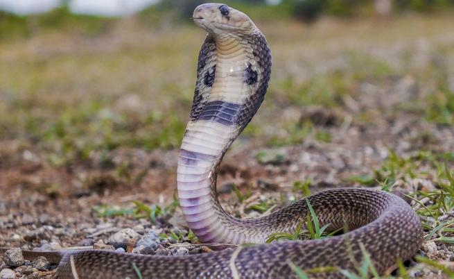 Дете нахапа кобра до смърт в Индия