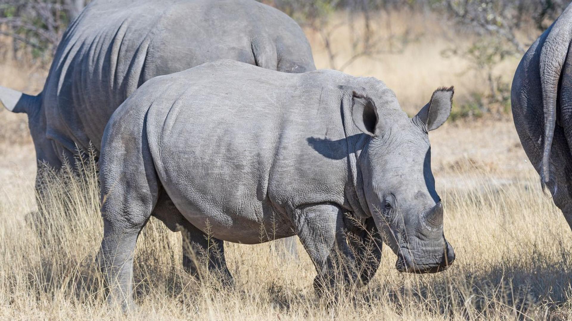 Той не е точно бойно прасе но един южен бял