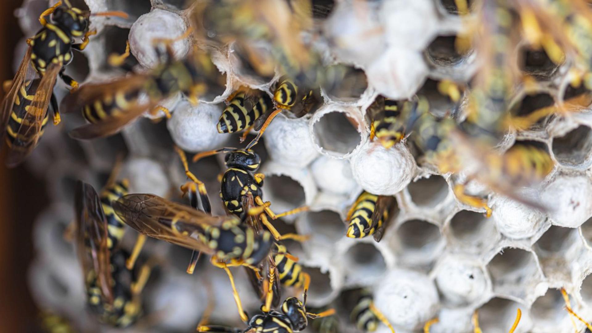 Радиоактивно гнездо на оси с нива на радиация десет пъти