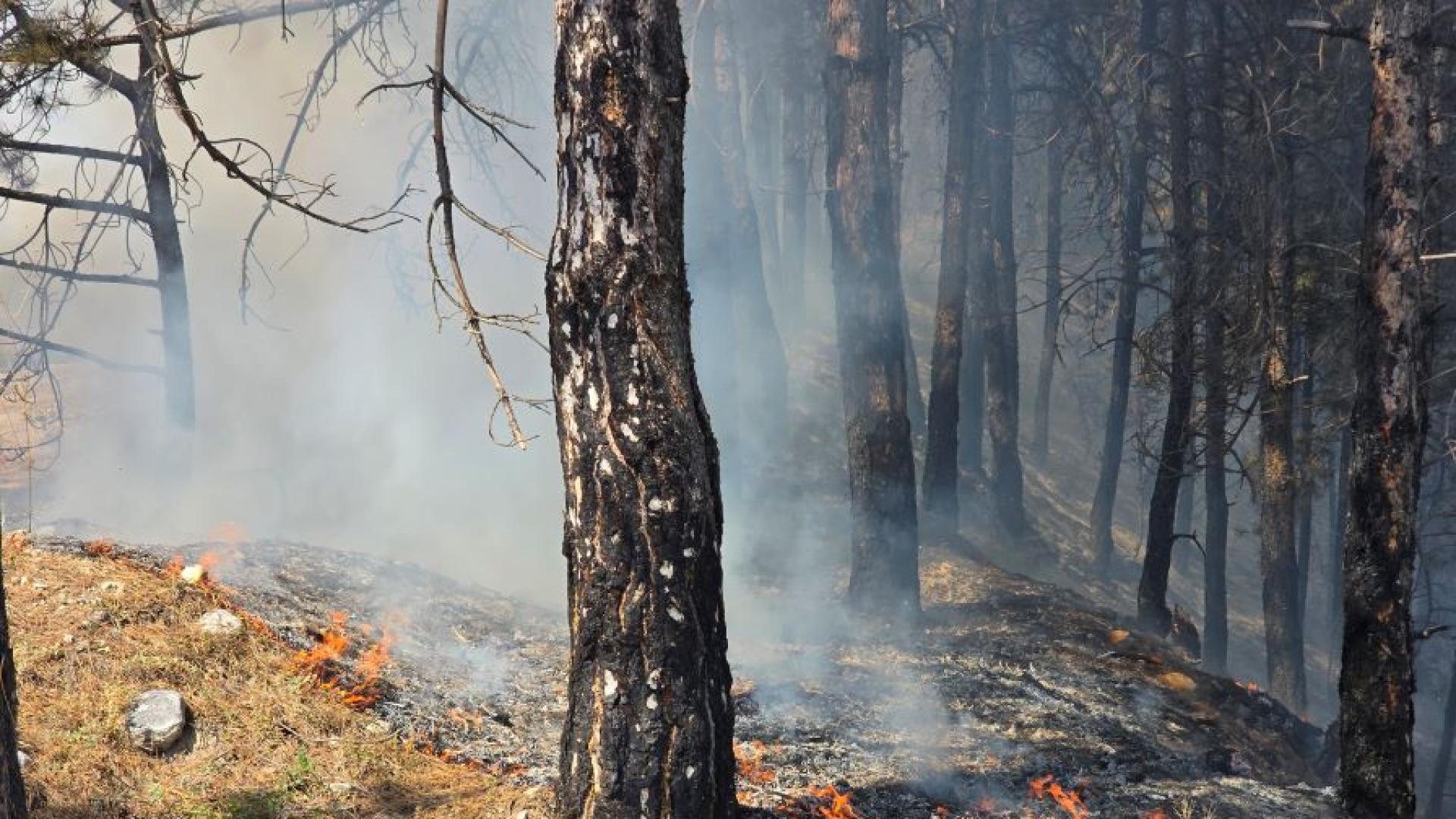Все още има локални огнища на пожара в Пирин Това