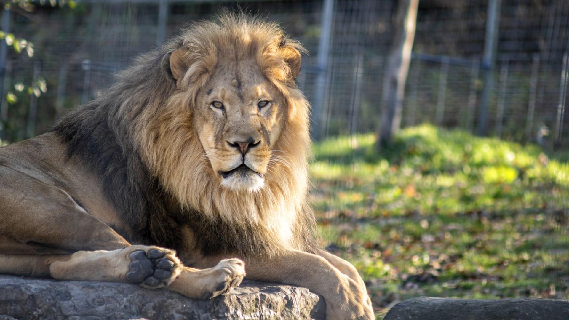 Зоопарк в северната част на Дания отправи призив към собствениците