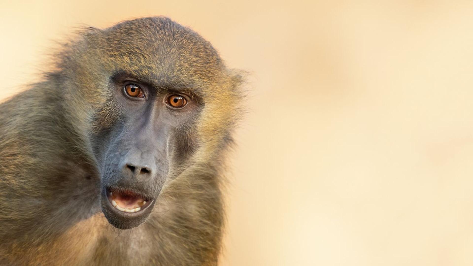 Персоналът на зоологическа градина в Германия която умъртви 12 гвинейски