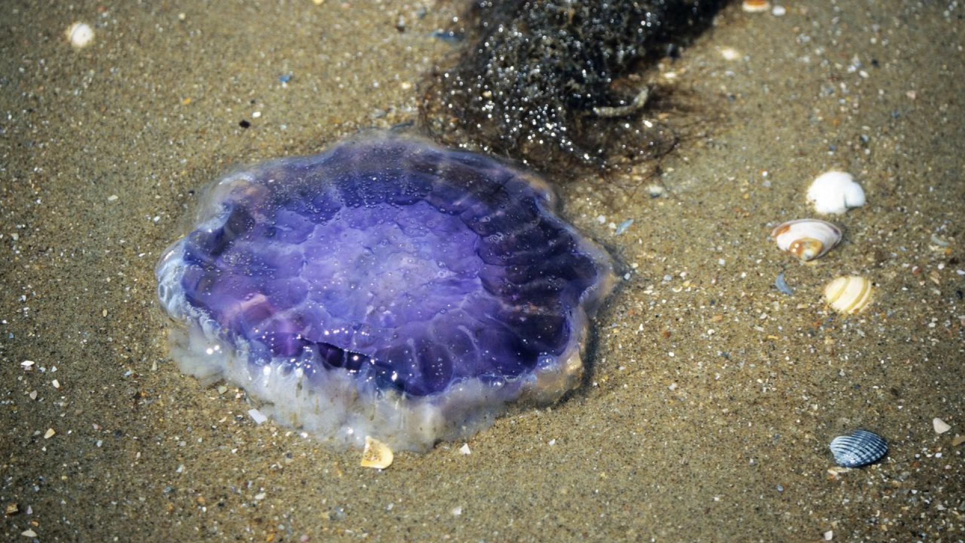 Българин засне опасните лилави медузи в Гърция Това стана ясно