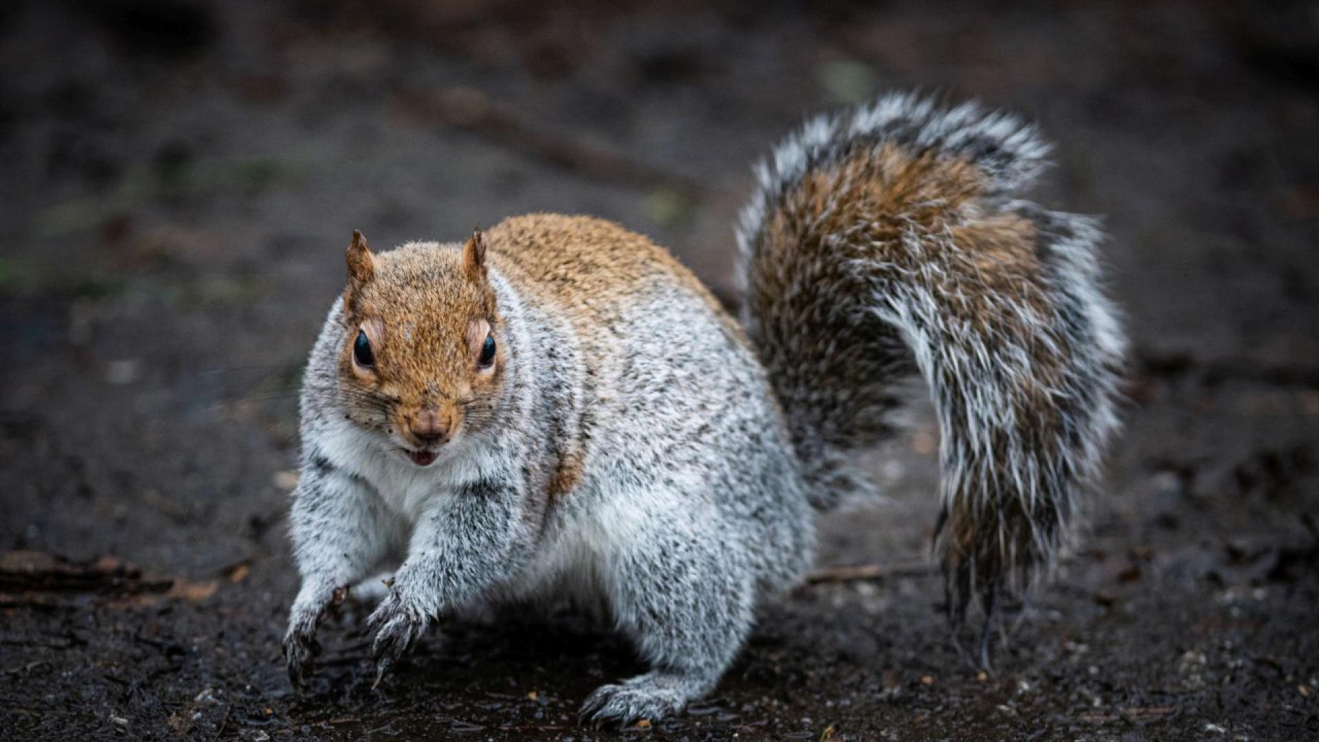 Катерици с ужасяващи брадавици пълни с гной са забелязани в дворовете